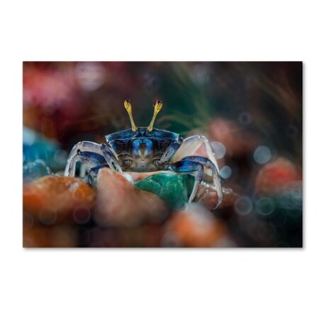 Trademark Fine Art Ahmad Baihaki 'Kapiting Kacui' Canvas Art, 30x47 1X01297-C3047GG